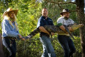 Celebrity Alligators have Arrived