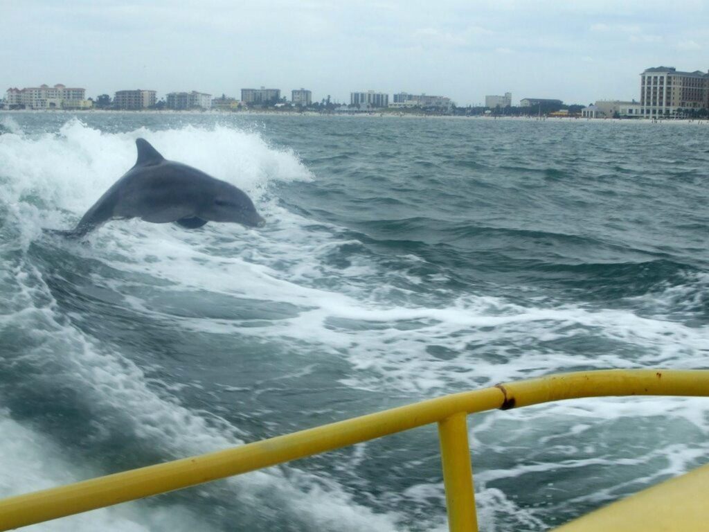 Dolphin jumping from the water at the back of a yellow boat