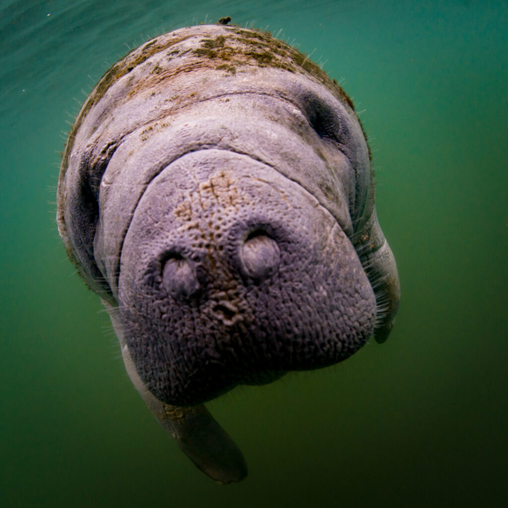 Manatee looking up-close to the camera underwater
