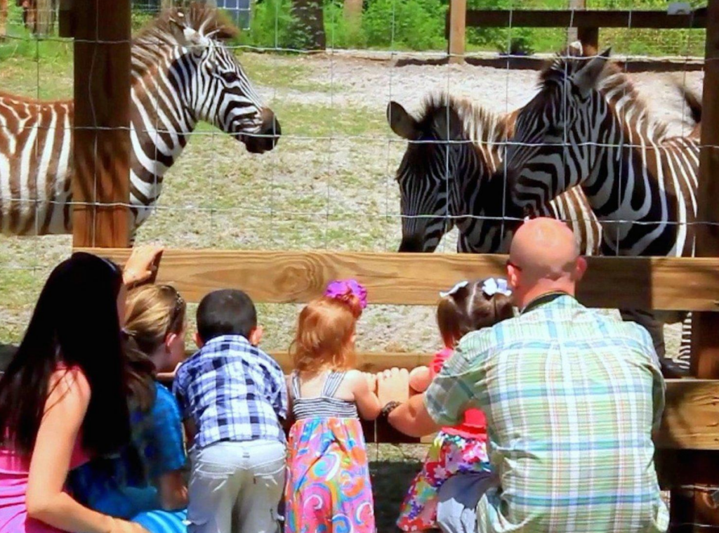 Visit the Wildlife Park and see the zebras plus much more